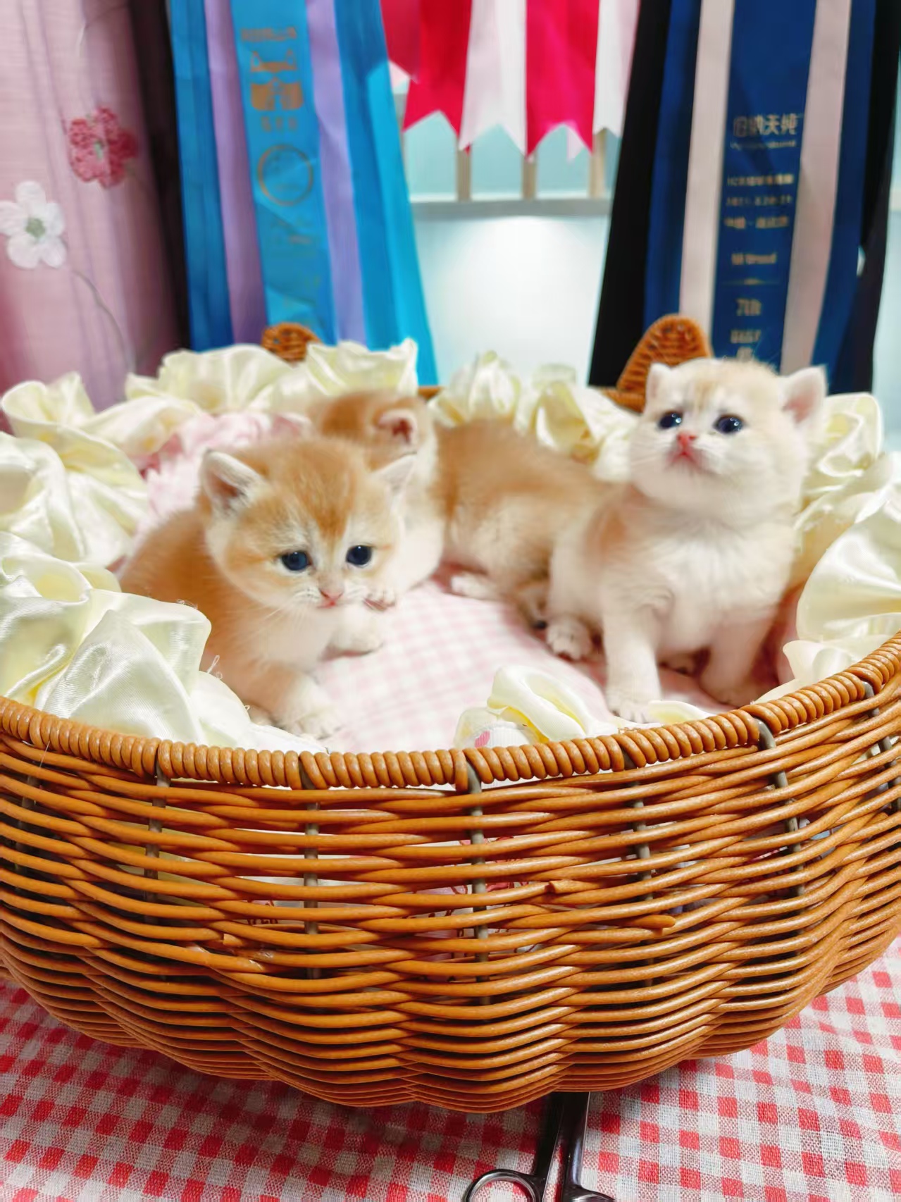 自己家猫生的金渐层弟弟妹妹蓝金弟弟妹妹都有有价格便宜的，也有价格高的，
